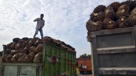 Harga Acuan Minyak Sawit Oktober Naik Jadi US$574,86 Per Ton