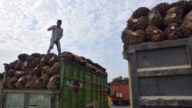 Harga Acuan Minyak Sawit Oktober Naik Jadi US$574,86 Per Ton