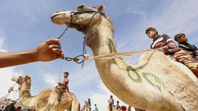 Tanpa Joki, Balap Unta di Dubai Gunakan Remote Control