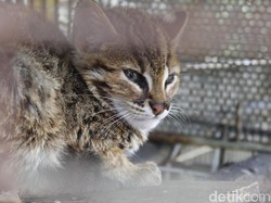 Polresta Pekanbaru Tangkap Sindikat Penjual Kucing Hutan dan Owa Ungko