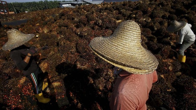 Pemerintah segera menunjuk firma hukum internasional untuk menjadi wakil RI dalam mengajukan gugatan terkait sawit oleh Uni Eropa ke WTO.