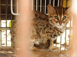 Polisi Tangkap Penjual Kucing Kuwuk Langka di Muara Baru, Pemasok Diburu