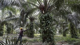 Pemerintah Terancam Gagal Capai Target Peremajaan Sawit