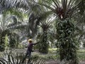 Indonesia-Malaysia Sepakat Bersama Lawan Diskriminasi Sawit