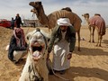 Waspada MERS-CoV, Jemaah Haji Diminta Tak Foto dengan Unta