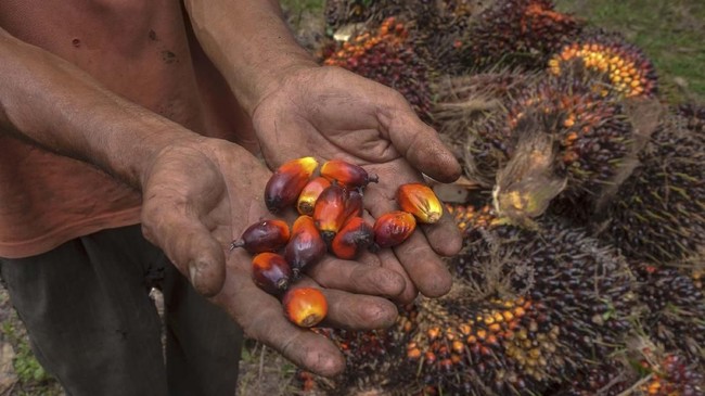 Pertamina dan ITB akan melakukan uji coba produksi bioavtur berbasis minyak inti sawit di kilang RU IV Cilacap pada Februari 2020 mendatang.