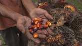 FOTO: Mata Pencaharian Petani Sawit Terancam Penurunan Harga Mata pencaharian petani kelapa sawit di Kampar, Provinsi Riau, tengah diserang. Ancaman bukan berasal dari hama, melainkan oleh harga sawit yang anjlok.
