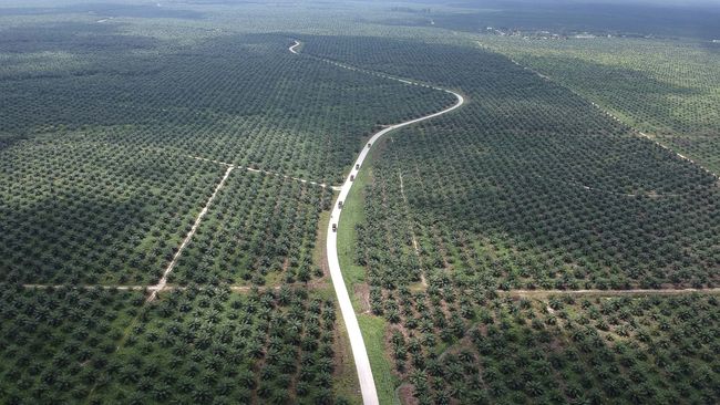 Perusahaan Terbuka Diduga Buka Kebun Sawit Di Hutan Lindung