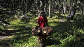 Indonesia Minta Inggris Tak Hambat Akses Pasar Kelapa Sawit