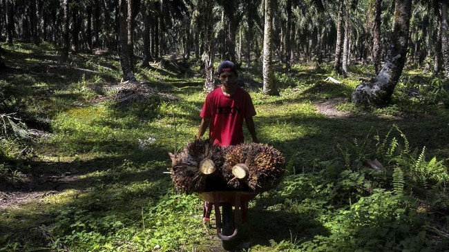 Uni Eropa resmi memungut bea masuk anti subsidi 8-18 persen terhadap impor biodiesel asal Indonesia.