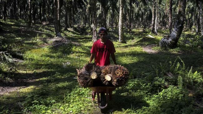 Uni Eropa Resmi Pungut Bea Masuk 18 Persen Atas Sawit RI Uni Eropa resmi memungut bea masuk anti subsidi 8-18 persen terhadap impor biodiesel asal Indonesia.