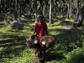 Petani Datangi Belanda Karena Tanah Dirampas Perusahaan Sawit