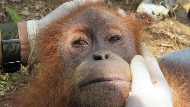 Tim penyelamat mengevakusi orangutan 'Pertiwi' dari perkebunan sawit di Aceh, dekat lokasi temuan orangutan yang ditembak 74 kali, dalam kondisi kurang gizi.