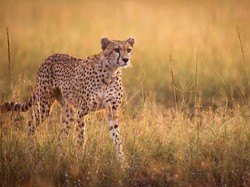 Daftar Hewan Tercepat di Dunia, Benarkah Cheetah Termasuk?