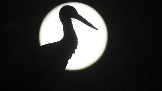 Malam ini langit akan dihiasi supermoon tak biasa yakni micro harvest moon, fenomena yang pertama kali terjadi kembali sejak 13 September 2000.
