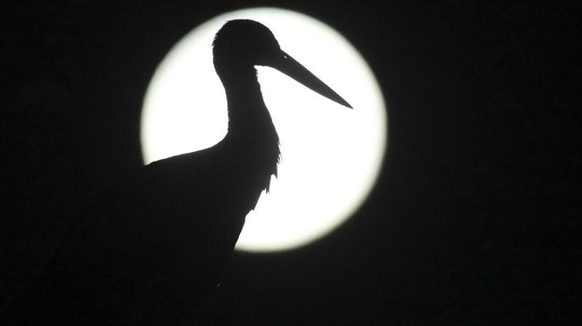 Harvest Moon, Micro Supermoon Terangi Langit Malam Ini