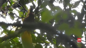 VIDEO: Wisata Burung Cendrawasih di Tambrauw
