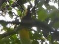 VIDEO: Wisata Burung Cendrawasih di Tambrauw