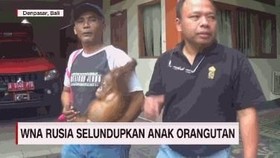 WNA Rusia Selundupkan Anak Orangutan