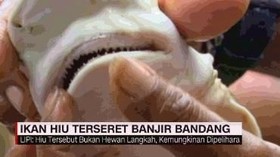 Warga Temukan Hiu di Banjir Bandang
