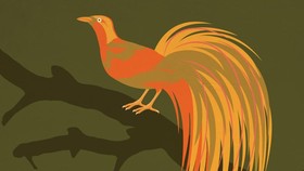 INFOGRAFIS: Fakta Menarik Burung Cendrawasih