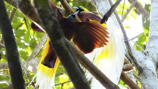 Hutan Warkesi merupakan salah satu kawasan hutan di Pulau Waigeo, Kabupaten Raja Ampat, yang menjadi rumah Burung Cendrawasih.