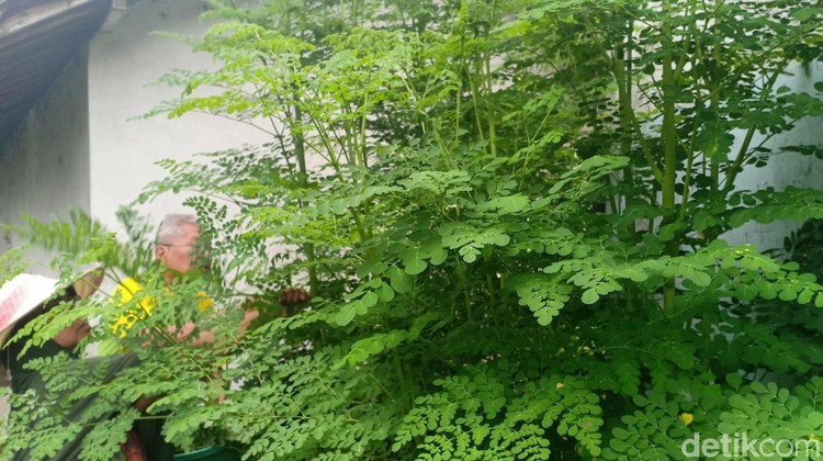 Virus corona telah menjadi pandemi dunia. Terdapat bahan makanan yang sedang diteliti dan disinyalir sebagai penangkalnya, salah satunya daun kelor.