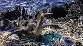 FOTO: Galapagos Diteror Sampah Plastik