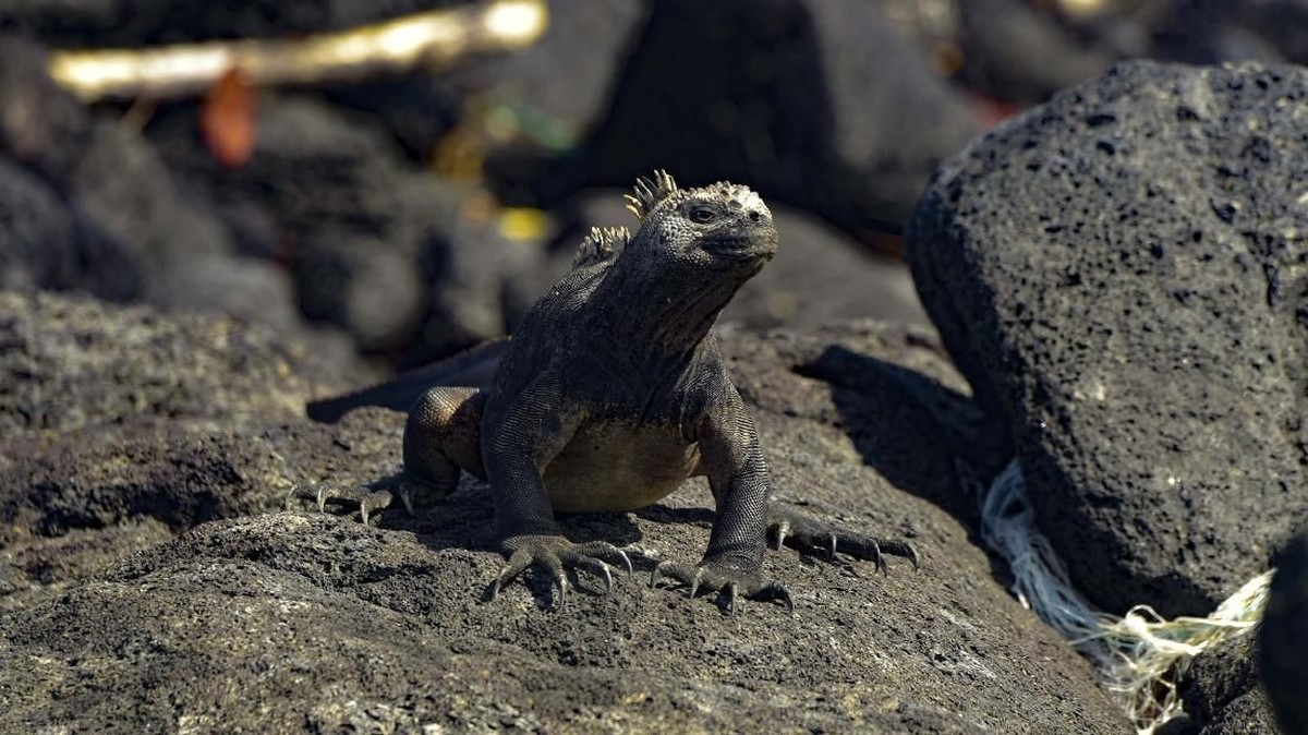 FOTO: Galapagos Diteror Sampah Plastik