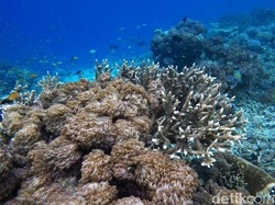 Sedih, Setengah Terumbu Karang di Dunia Sudah Lenyap