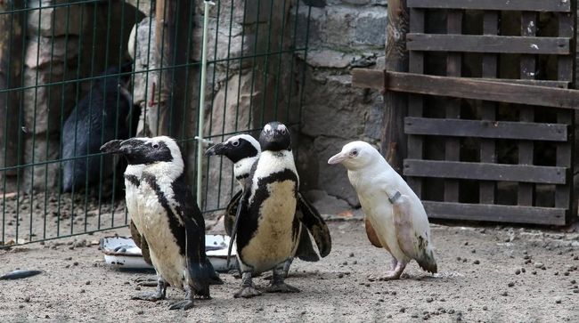 Penguin ini telah lahir ke dunia pada 14 Desember 2018, namun pengelola kebun binatang merahasiakan kemunculannya.