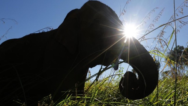 Gajah Borneo (Elephas maximus borneensis) merupakan jenis gajah dari subspesies gajah Asia yang hanya ditemukan di Kalimantan.