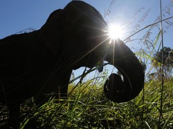 Gajah Tunggal di Riau Dicincang Secara Sadis