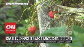 Nasib Produksi Stroberi yang Menurun