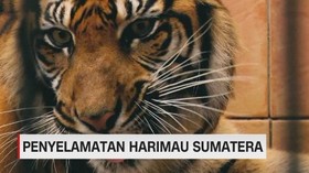 Penyelamatan Harimau Sumatera dari Perburuan