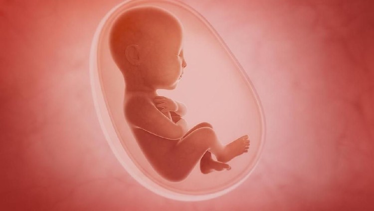fetus inside the womb