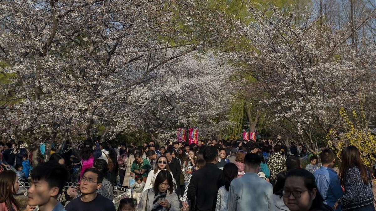 FOTO: Sakura Bersemi di Beijing