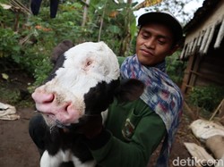 Apa Kabar Sapi Bermata Tiga Berhidung Dua di Jatim?