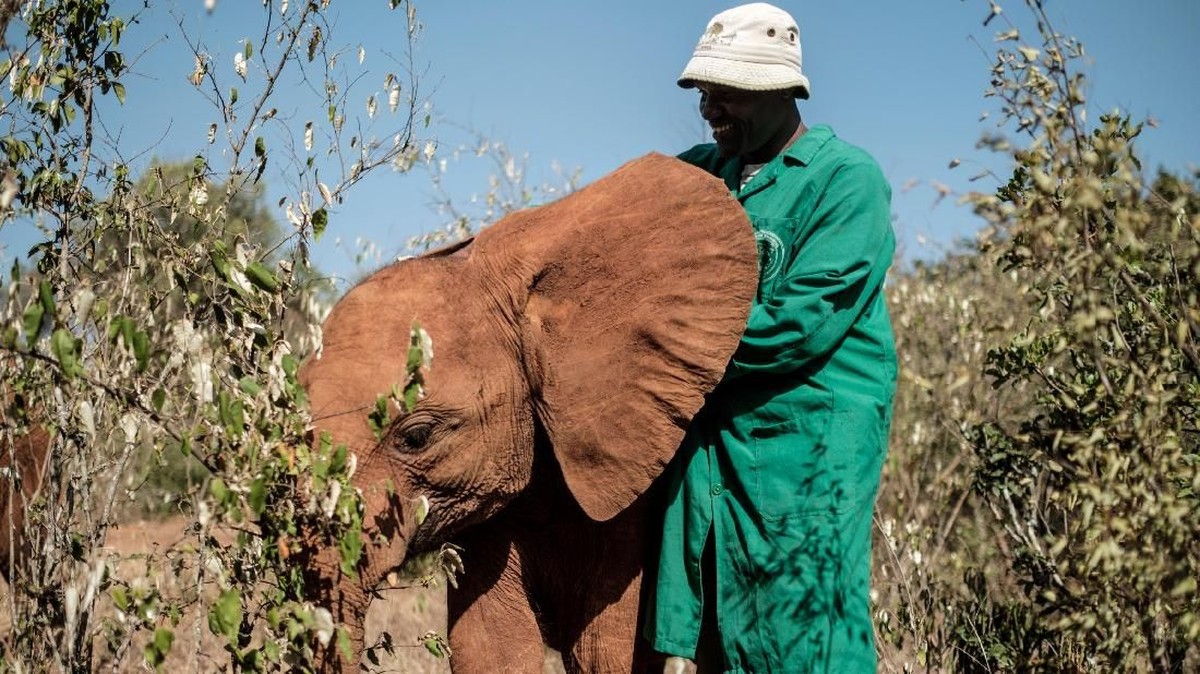 FOTO: Babak Baru Gajah Kenya