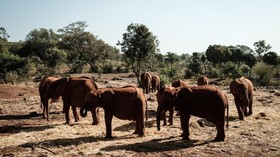 Tak Akan Ada Lagi Gajah Liar Afrika di Kebun Binatang Dunia