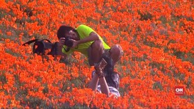 VIDEO: Musim Mekar Bunga di California Ternodai Turis Narsis