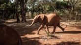 FOTO: Babak Baru Gajah Kenya Perburuan gajah di Kenya adalah genosida yang sudah berlangsung lama, namun kali ini para bayi gajah itu memasuki babak baru yang lebih menyenangkan.