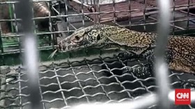 Polda Jatim Ungkap Jaringan Perdagangan Komodo secara Online