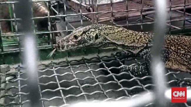 Polda Jatim mengungkap jaringan internasional penjualan satwa langka ilegal, seperti komodo dan lutung, yang dilakukan secara online lewat Facebook.