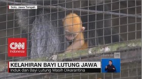 Kelahiran Bayi Lutung Jawa