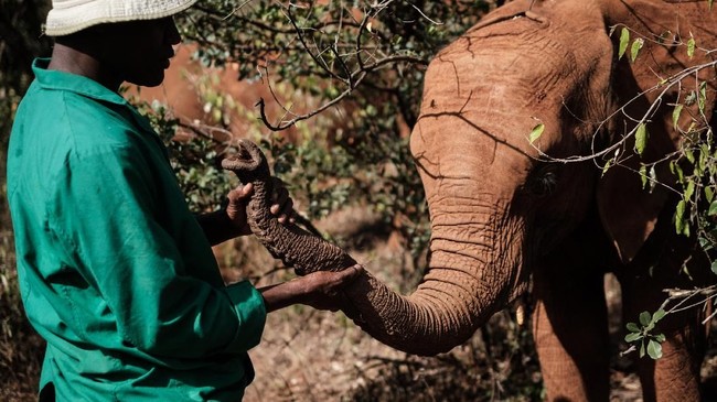 FOTO: Babak Baru Gajah Kenya
