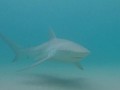 VIDEO: Pantai di Israel Ramai Dikunjungi Hiu