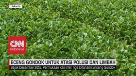 Eceng Gondok untuk Atasi Polusi & Limbah