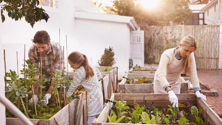 4 Tanaman Berkhasiat untuk Memperkaya Koleksi di Kebun Bunda Bunda yang hobi berkebun, yuk mulai menanam tanaman obat. Selain menyegarkan mata juga berkhasiat bagi kesehatan.