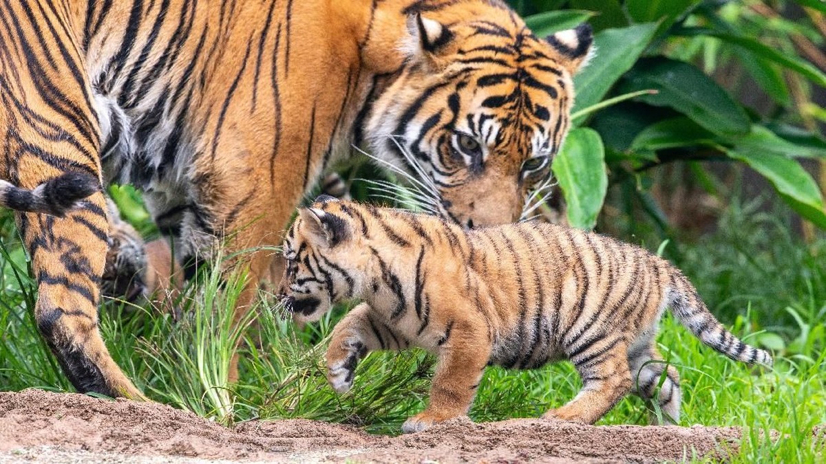 14 Mamalia Jadi Juara Tidur Dunia, Ada yang Molor 20 Jam Sehari